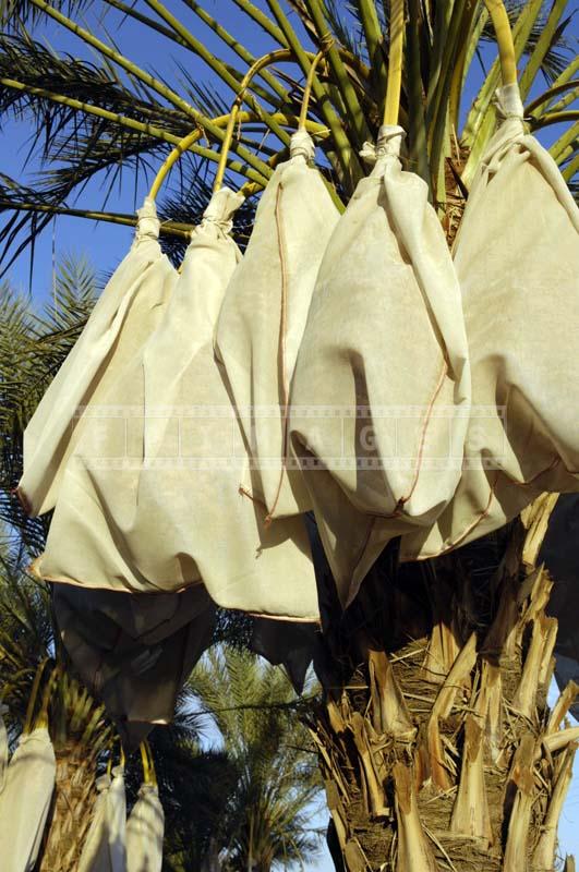 Close view of Wrapped Dates Fruit