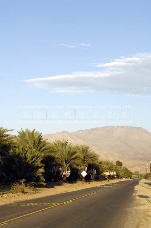 Road by Dates Farm