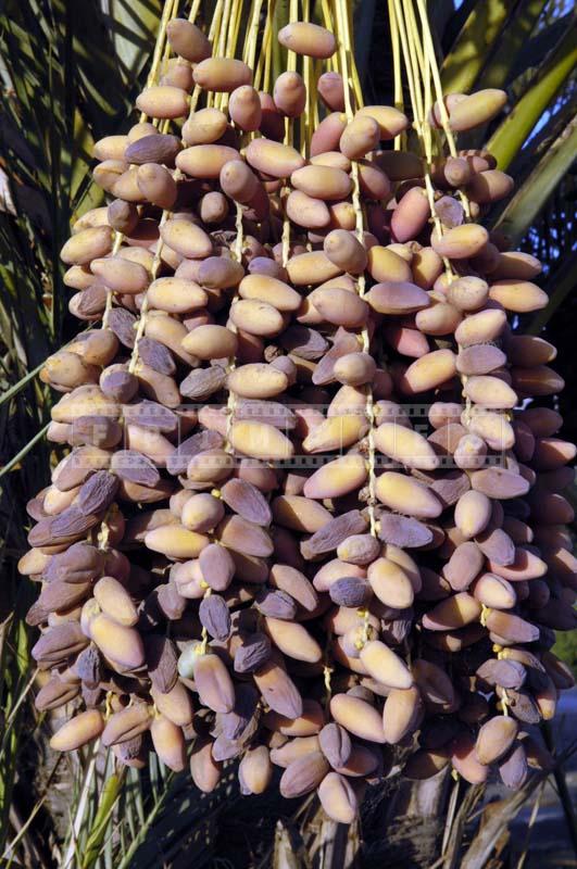 Picture of Dates on the Palm Tree