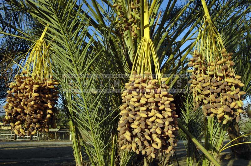 Dates ripening on the farm