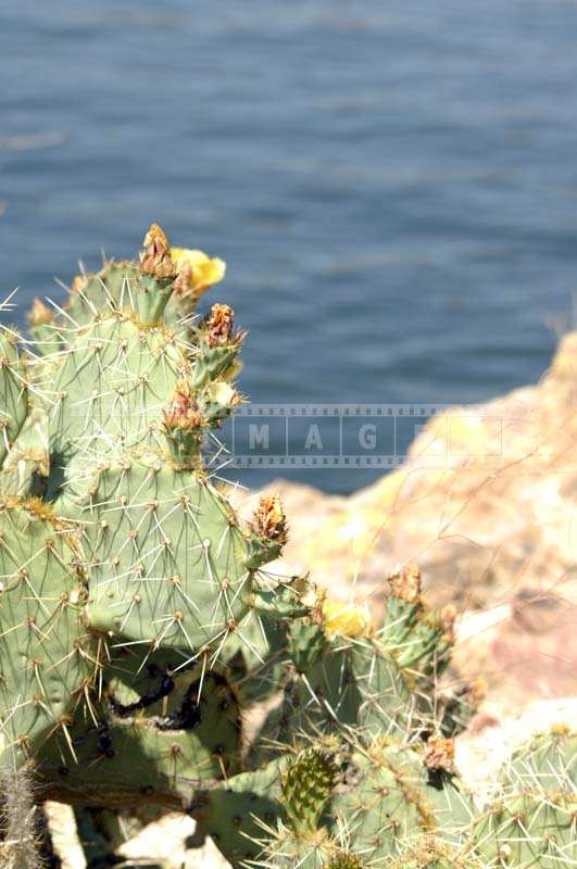 A Closer Image of Lovely Cactus Flowers