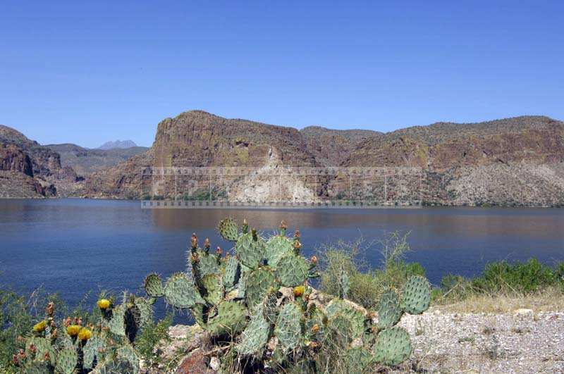 Pretty Cactus Flowers along the Canyon Lake, desert mountains and lake landscape