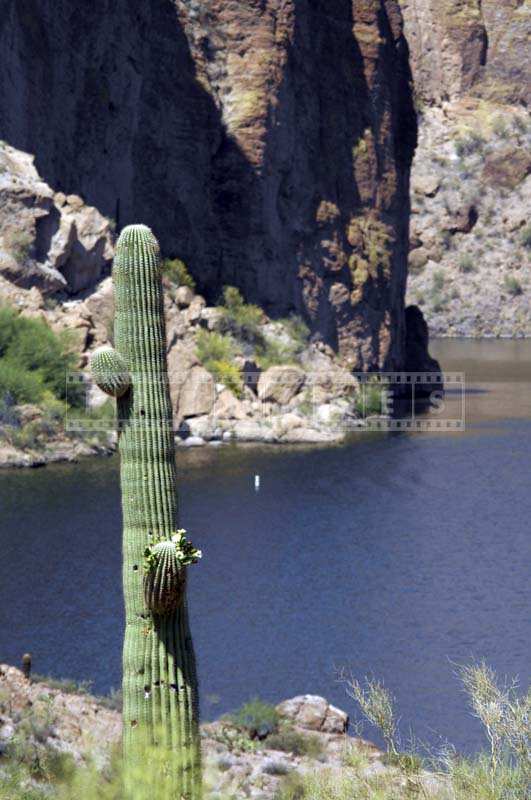 Tall Saguaro Cactus Plant