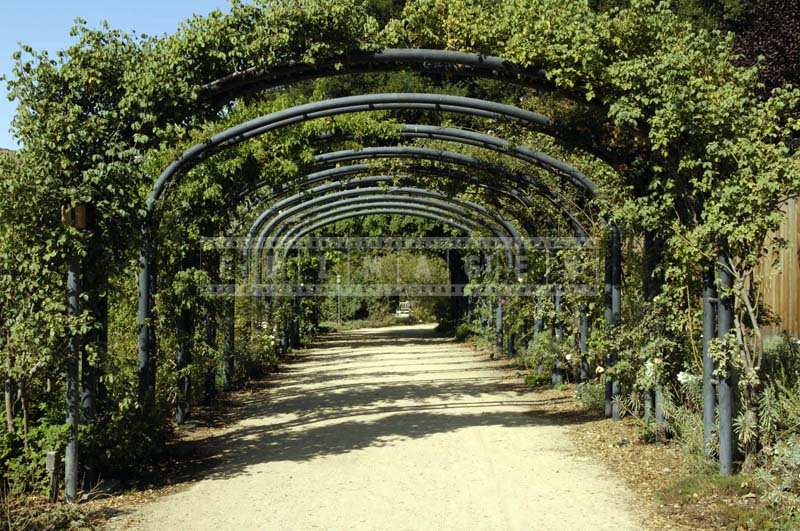 Arches with Thick Vines Growing on Them