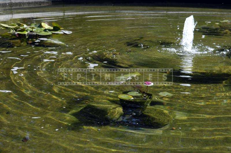 Ripples Emerging from the Fountain