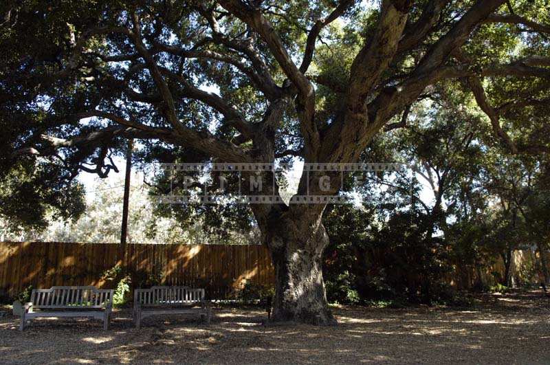 Two Benches under the Cool Shadows of a Tree in Descanso Gardens Pasadena