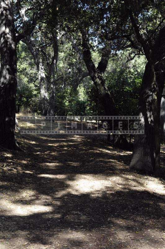 Botanical Garden Path under Tree Shade