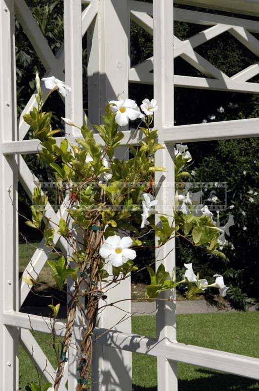 Vine with White Flowers Climbing on a White Post