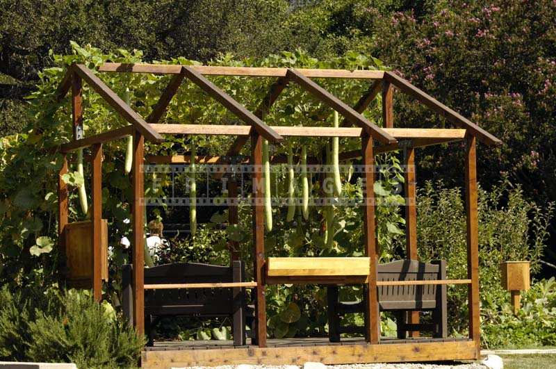 Image of Wooden Trellis Supporting the Gourdes