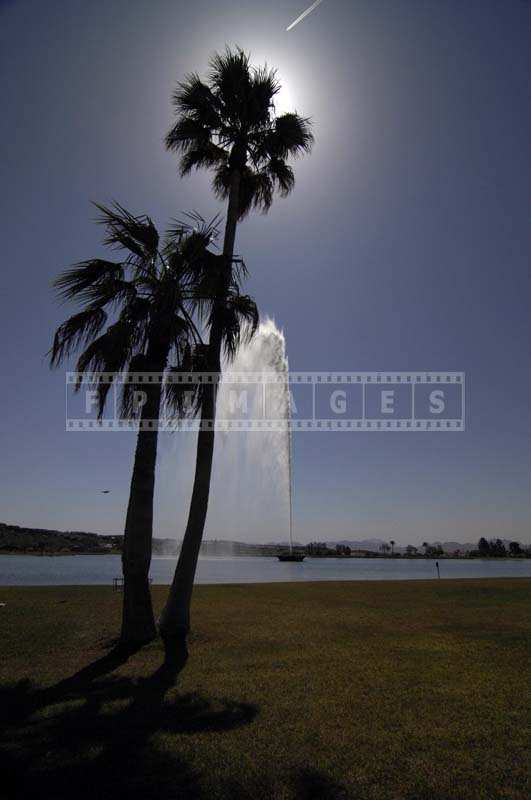 Palm Trees with the Fountain as Background