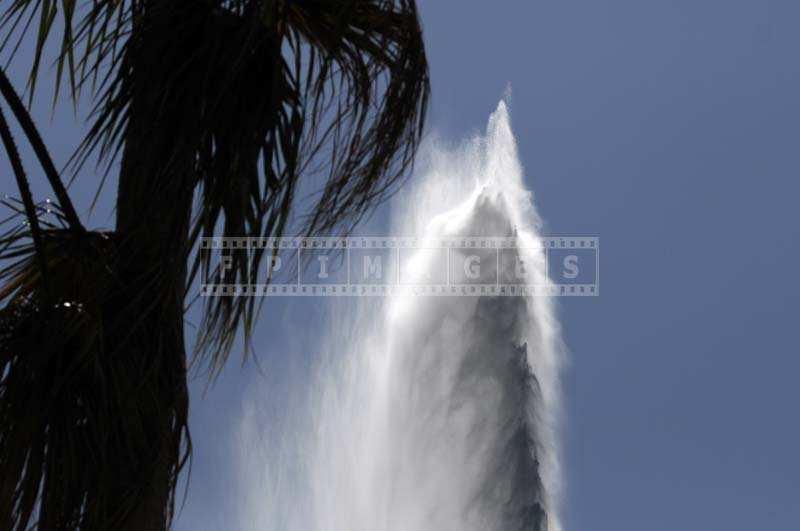 The Water Jet behind the Tall Palm Trees