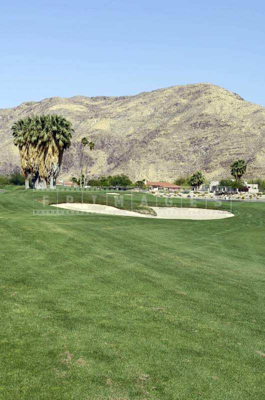 Fan Palms at the golf