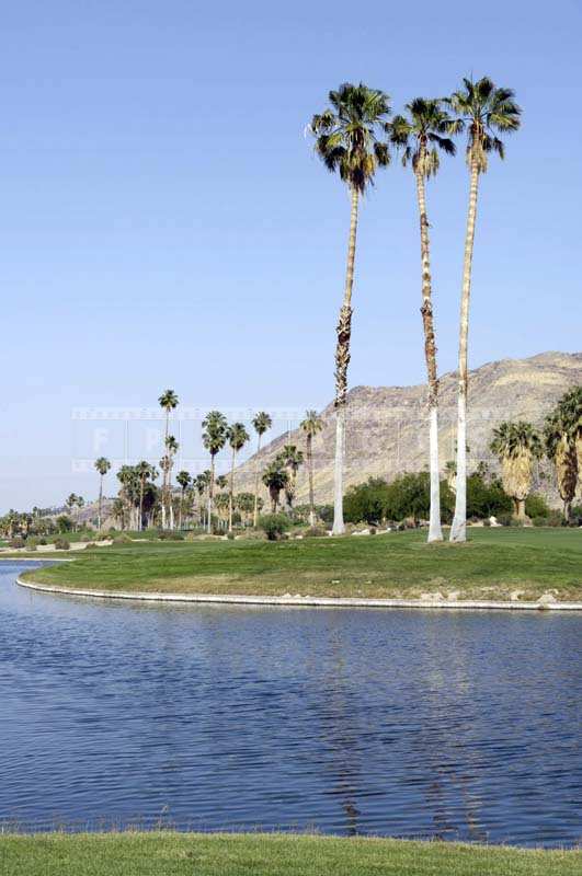 Tall California Palm Trees near Brilliant Blue of the Water