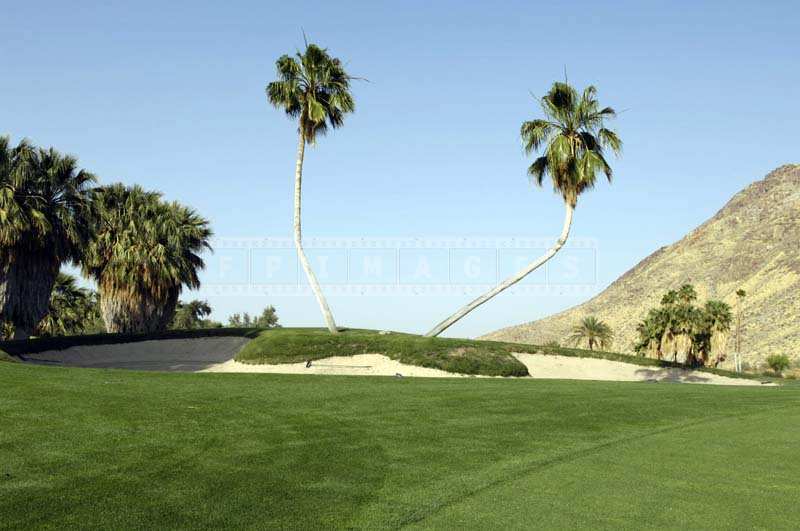 Twin Palms Tree Obstacle on the Fairway