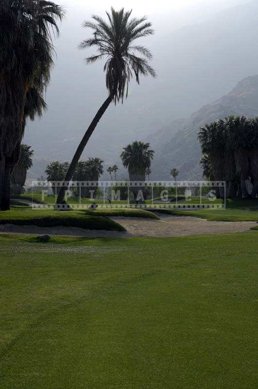 Palm Tree and bunker hazard at dusk