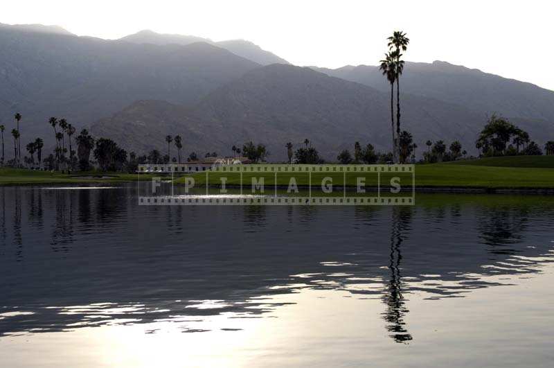 Tall California Palms over the water hazard