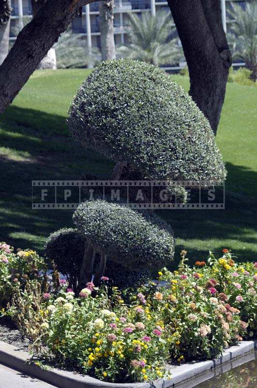 Beautifully Styled Shrubs and Flowers