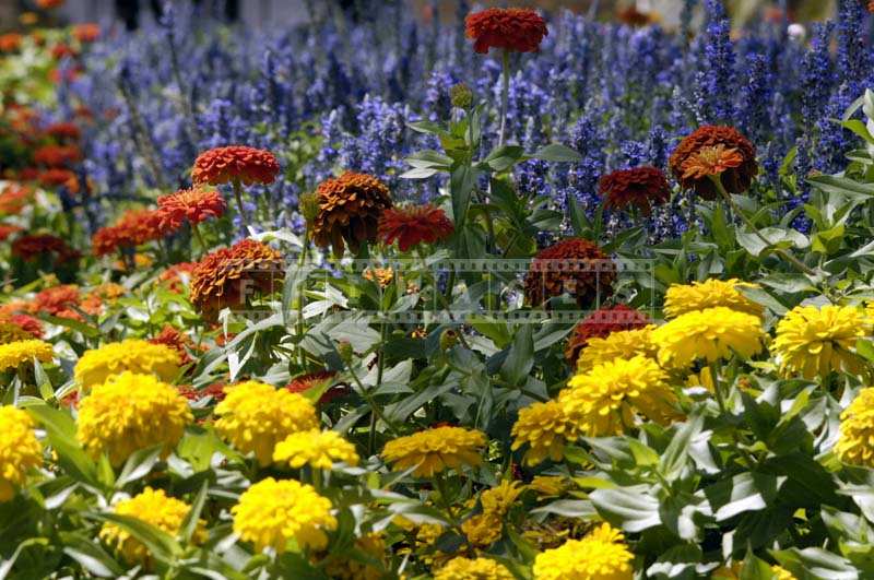 Vibrant Flowers at the Resort and Spa, Palm Springs