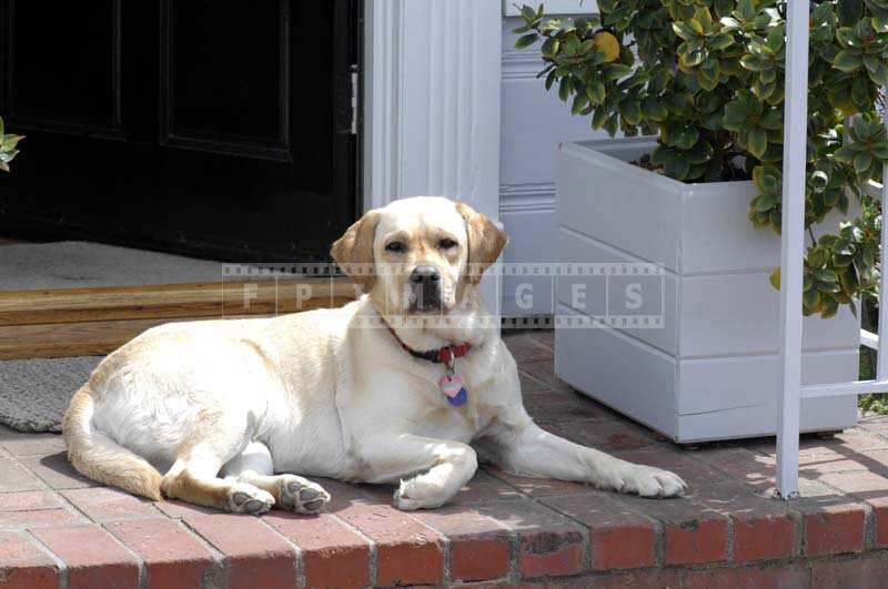 Man’s best friend relaxing under the warm sun