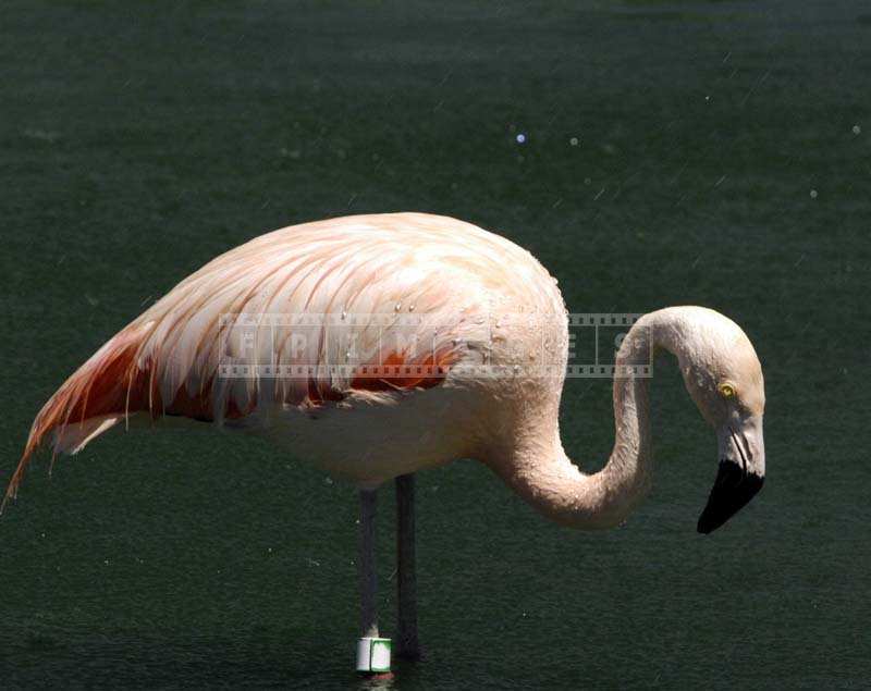 The Black Beak and the Pink Feathers of the Flamingo