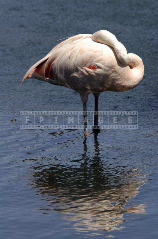 A Stunning Pink Flamingo in the Lake