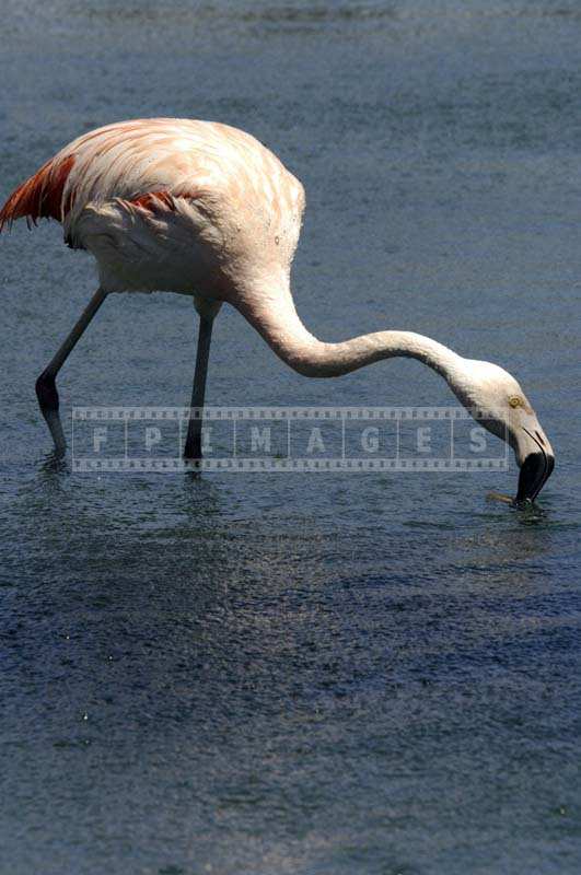 Reflection of the Flamingo