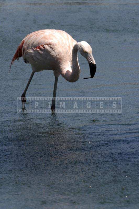 A Pink Chilean Flamingo Holding Something in its Black Beak