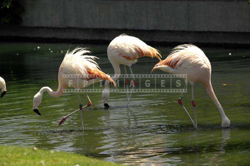 Three Pink Flamingos in the Well Maintained Resort Lake