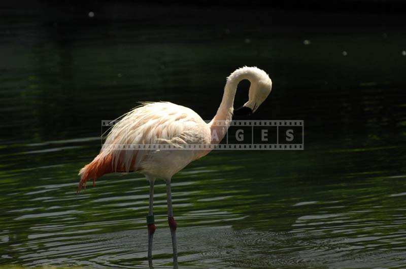 The Bright Pink Feathers of the Flamingo against the Green Lake Waters