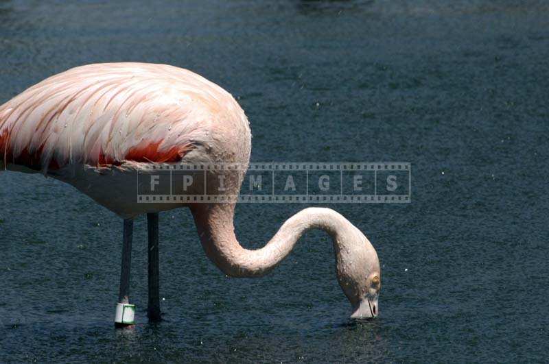 Picture of a Flamingo with its Slender Neck Stretched into the Lake