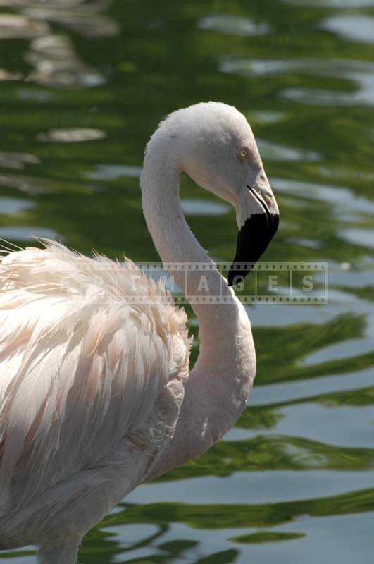 A Close view of the Pink Flamingo against the Lake Waters