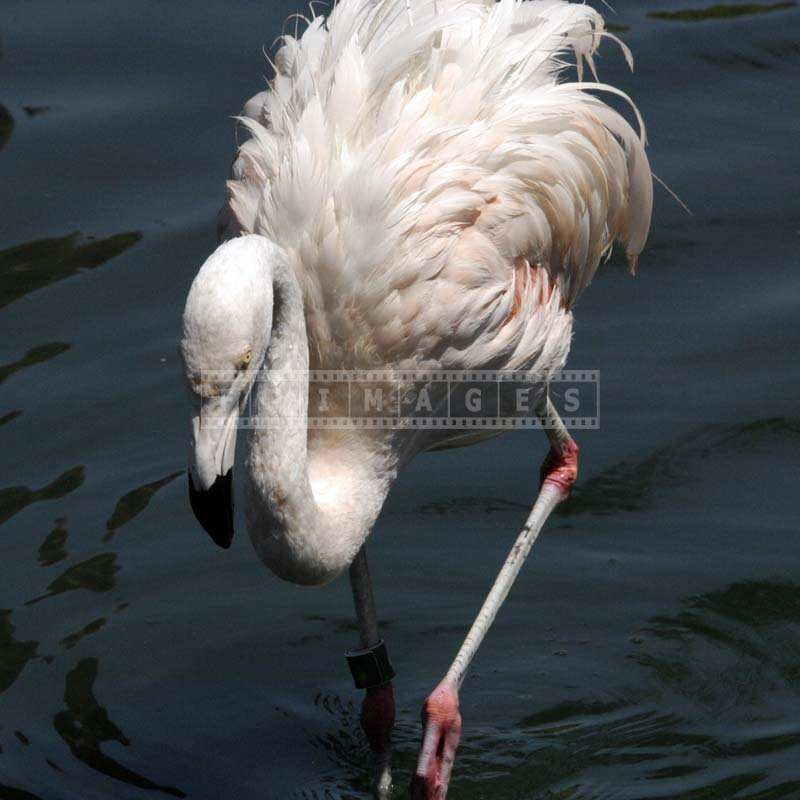 Image of a Graceful Pink Flamingo Walking in the Lake