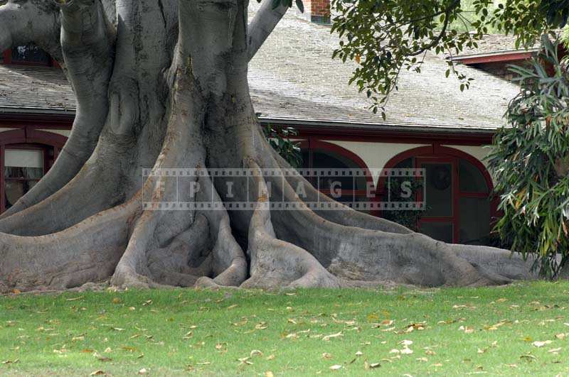 A Majestic banyan tree trunk and roots, Rancho Los Alamitos