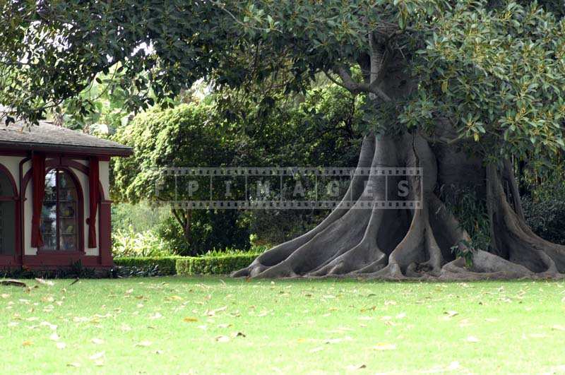 Lush garden with an old banyan tree