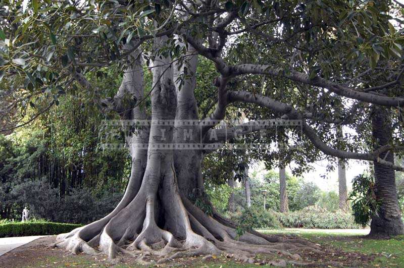 The Intricate Network of Tree Branches