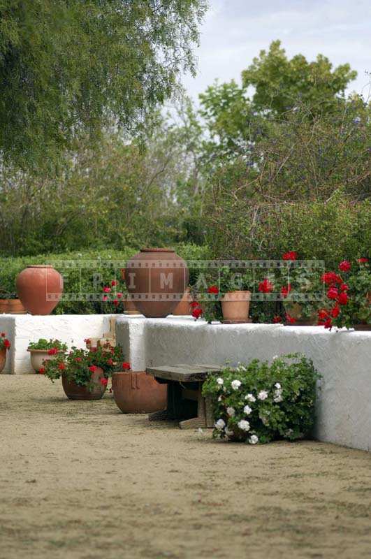 White Wall with Lovely Red and White Flowers 