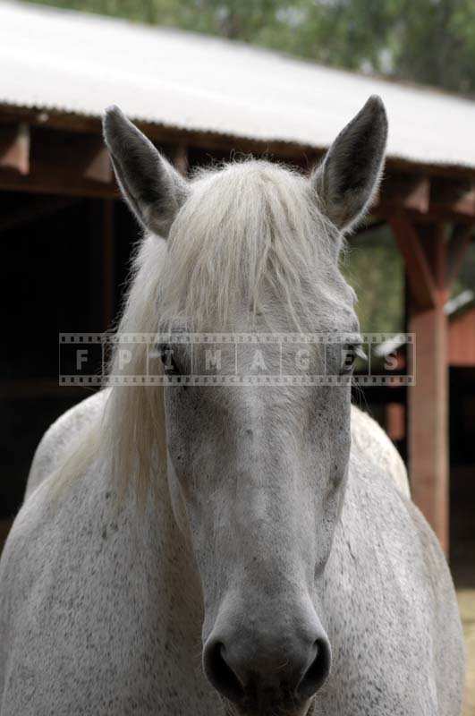 A curious white horse