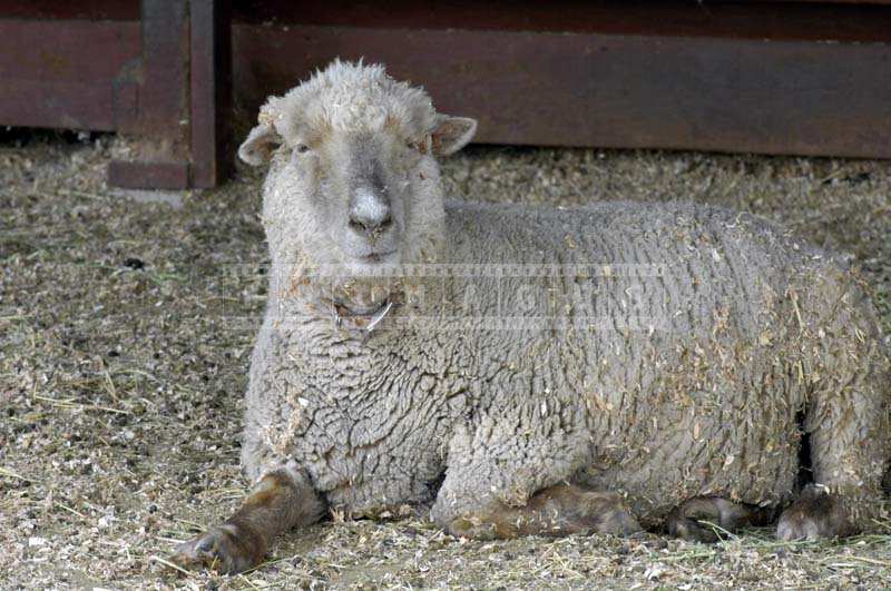 A Sheep Relaxing on the Barn Floor