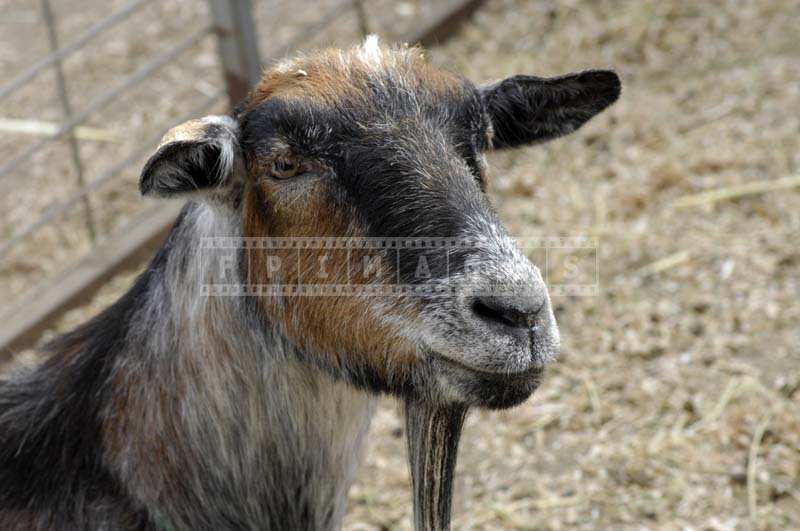 A Brown and Black Goat in the Ranch