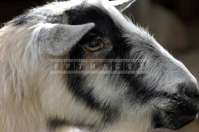 A Black and White Goat, Rancho Los Alamitos