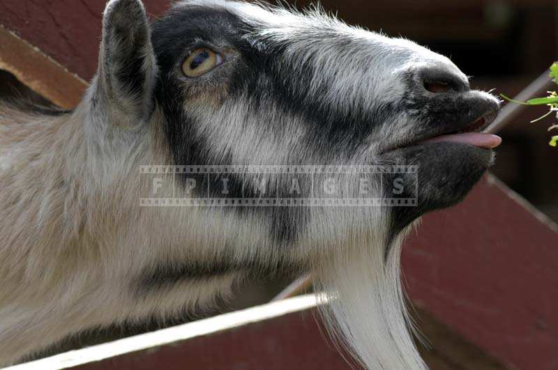 A Black and White Goat Reaching for some Greens