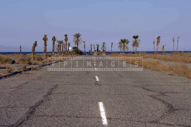 Dieing palm trees and abandoned street