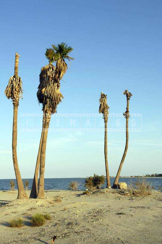 Tall Wasted Palm Trees near the Shore