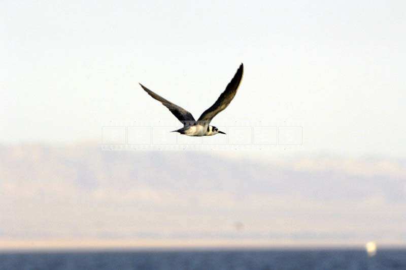 Bird flying over the Beach