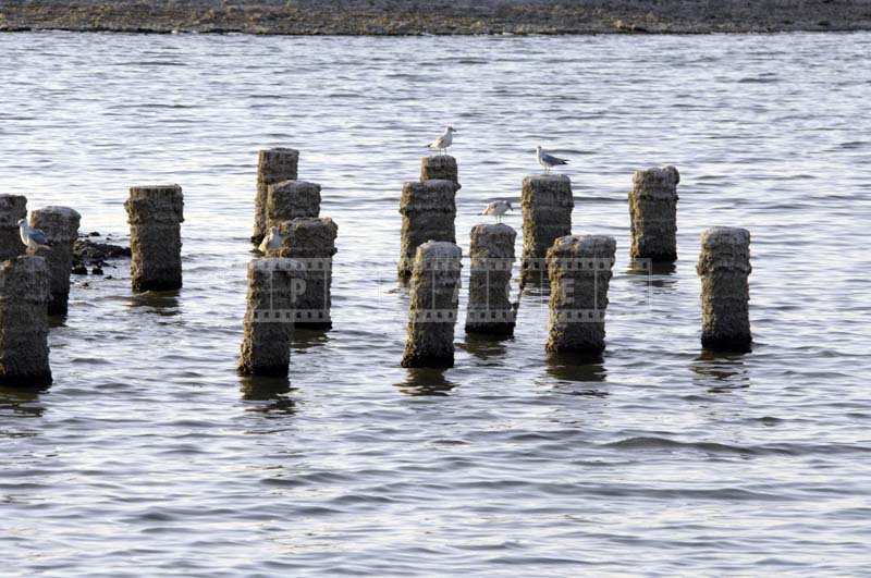 Wooden piles with heavy chemical sediment due to pollution