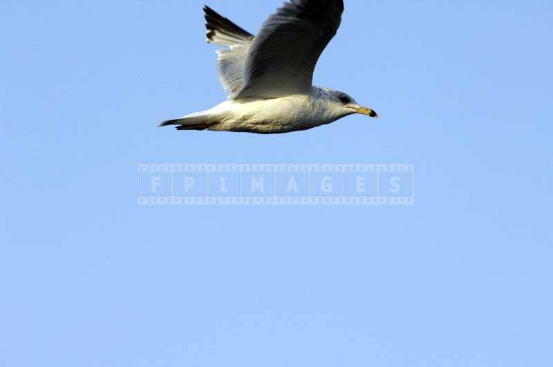 A Bird Flying against the Clear Blue Sky