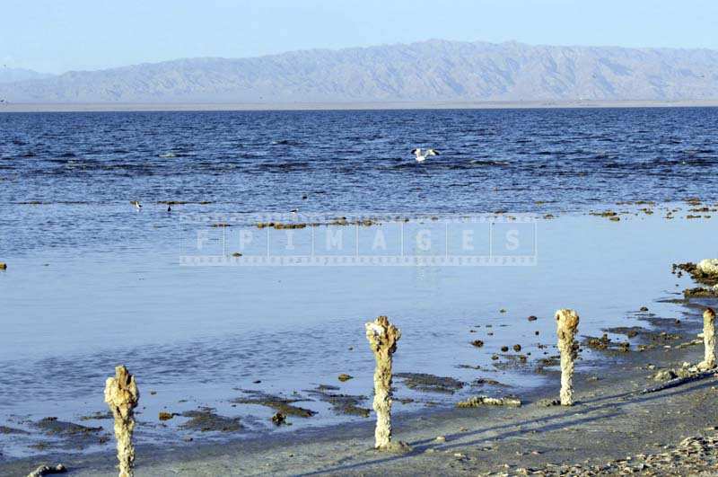 Salton Sea shore showing signs of heavy pollution