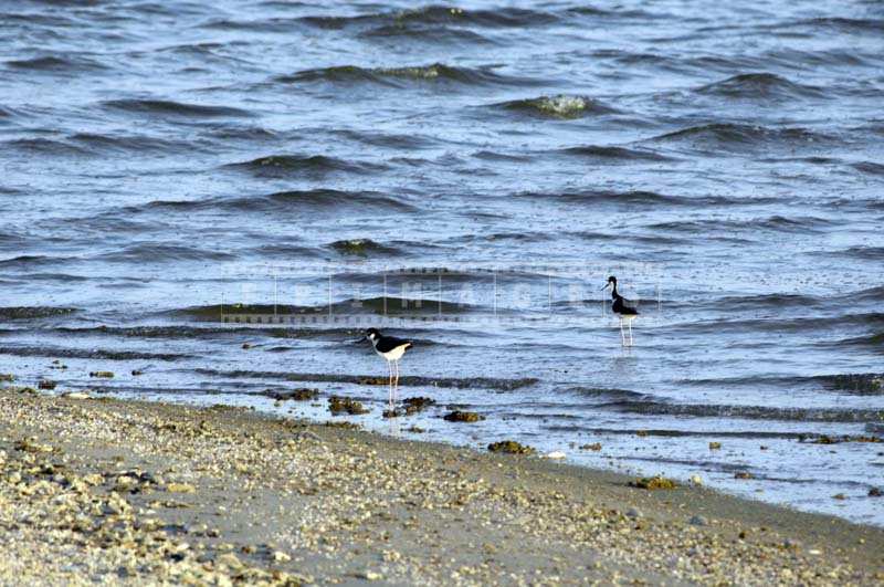 Birds near the Edge of the Shore