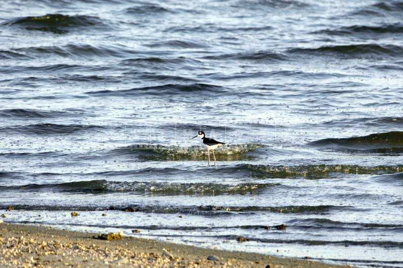 A Bird Enjoying the Gentle Waves near the Surface