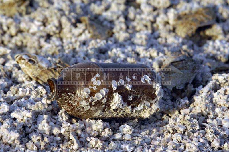 Broken bottles and dead fish are common sights at the polluted beach